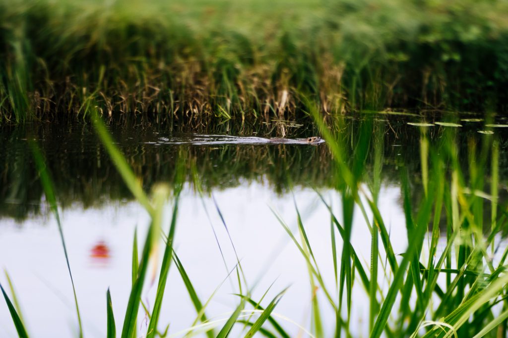 bisam im wasser im spreewald